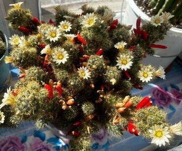 Хлорофитумы: Хлорофитумы. распродажа Хлорофитум - можно по праву назвать — 21