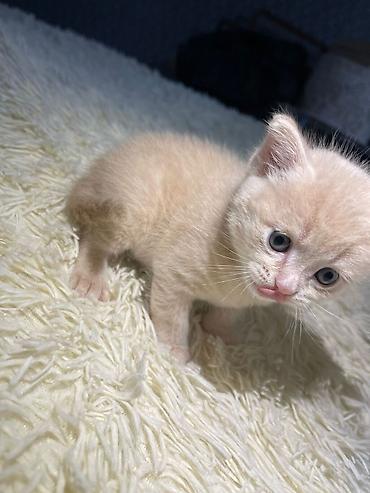 Pişiklər: Britan — 2