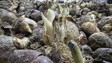 продажа семена: Семена и саженцы Тюльпанов, Самовывоз, Платная доставка