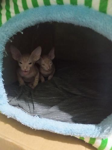Продажа кошек: Котята канадского сфинкса - Порода: сфинкс (лысые котята с — 12