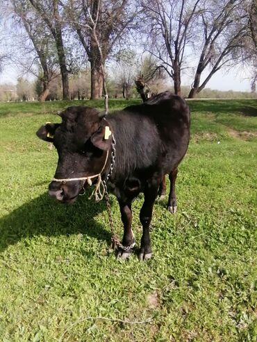 Коровы, быки: Кунаажын 9айлык срочно продаю