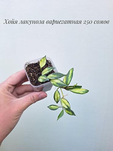 Хойялар: 🌿 Хойи разных сортов в продаже. Названия сортов и цены указаны на — 3