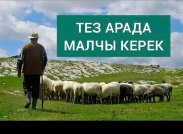Другие специальности: Тез арада кой бакканга адам керек,семья менен болсо жакшыраак, айлыгын
