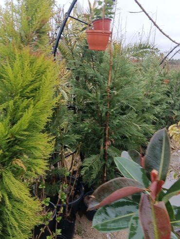 Tinglər: Gul cicek agaclarin satisi torf gubresi satilir 300den yuxari alana — 19