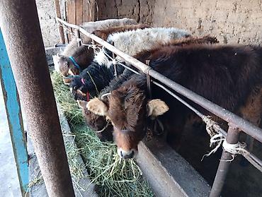 Коровы, быки: Продаю | Бык (самец) | Швицкая | На откорм — 7