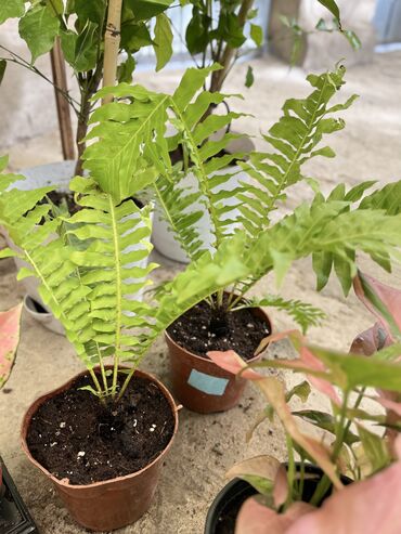 Другие услуги: Продаю цветы😍 Очень много разных 🪴🎋🍃🌱 Антуриумы Спатифиллум Алоказия — 13