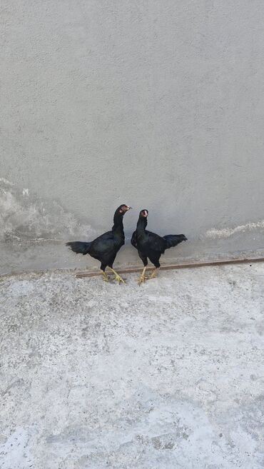 Toyuqlar: Toyuq, Damazlıq — 9