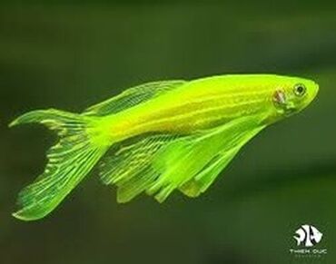 Gəmiricilər: Danio, Sülhsevər