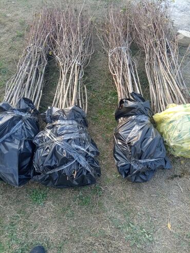 Ağaclar: Yalnız bizim təsərfatimizda bölgələrə uyğun olaraq ağacların kok — 2