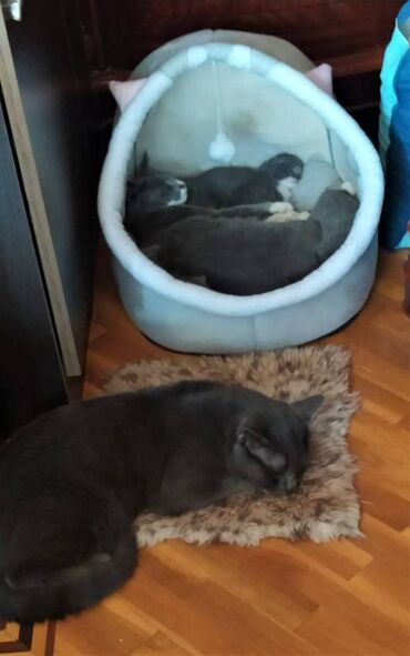 british shorthair: Britan, Erkək, Dişi, Ünvandan götürmə