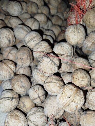 грецкий орех в кыргызстане: Продаю грецкие орехи, сладкие .Кожура тонкая