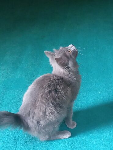 bala pişik ucuz: Boz tüklü, uzun quyruqlu ev pişiyi - Rəng: Tünd-boz (bütöv monoxrom