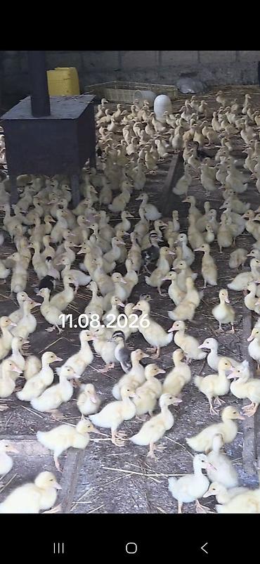 pekin ördeği: 10 gunlik temiz pekin kuban ordekleri 
qiymet 2manat 20 qepik — 1