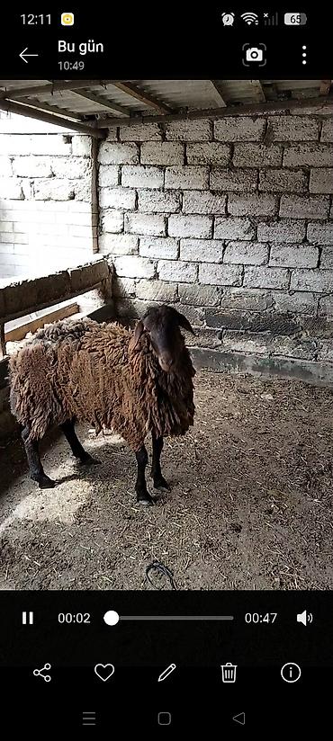 Qoyunlar, qoçlar: Qarabaş yerli cins qoç - Rəngi: tünd qəhvəyi, qarabaş - Cinsi: yerli — 2