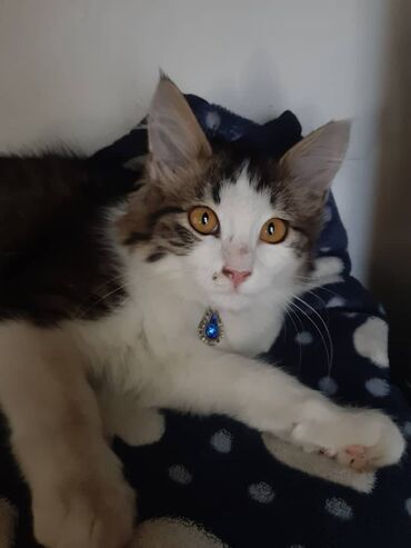 Отдам даром кошку: 2 месяца, Девочка — 5