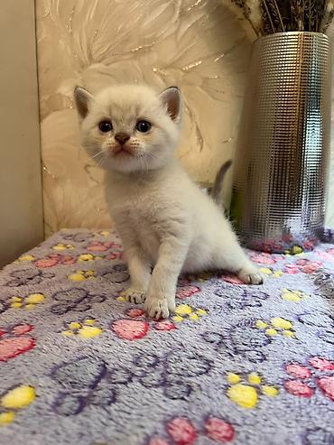 Кошки: Шиншилла, Самец, Самка, В добрые руки, Самовывоз, Платная доставка — 3