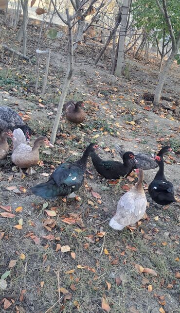 Ördəklər: Dişi, | Macar, Damazlıq, Pulsuz çatdırılma — 10