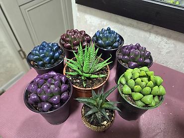 Монстеры: Монстера делициоза (Monstera deliciosa) в горшке - Эффектное — 26