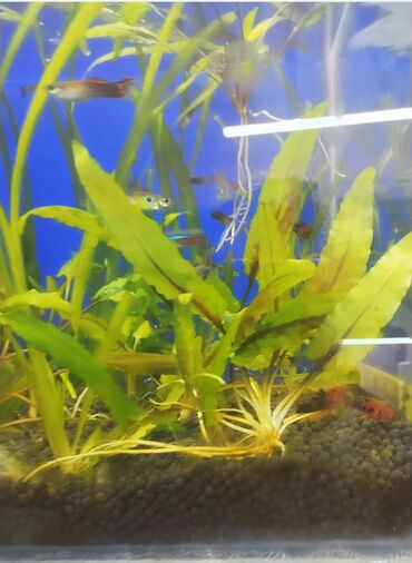 akvarium xırda balığı: Tebii bitkiler 3 azn Akvarium baliglarinin satiwi 🦈 Danio baligi olcu