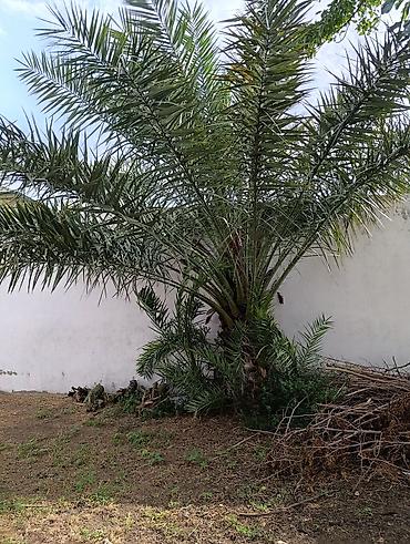 avakado agacı: Xurma xurması (Phoenix dactylifera) – dekorativ, məhsuldar palma - — 1