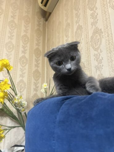 Pişiklər: Şotland — 9