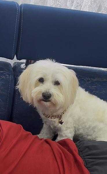 maltipoo satilir: Malta bolonka, 1 il, Dişi, Peyvəndli, Ünvandan götürmə — 2
