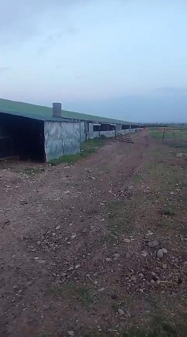 dostluq kinoteatri unvani: Ferma satilir Fuzuli rayonunda. ərazi 3 hektar Nar baǧi movcudur.Su — 10