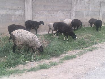Бараны, овцы: Продаю | Овца (самка), Ягненок, Баран (самец) | Гиссарская, Полукровка, Меринос | На забой, Для разведения | Племенные, Кастрированные, Осеменитель — 2