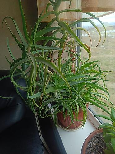 Другие комнатные растения: Срочна ❗ Комнатный гулдордун турлору коп. Баарын жакшы баада берем — 5