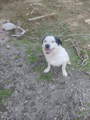 İtlər: Zvonok, 11 ay, Erkek, Peyvəndli -da lalafo.az — 2 İtlər: Zvonok, 11 ay, Erkek, Peyvəndli — 2