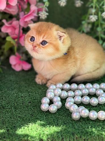 Pişiklər: Şotland — 9