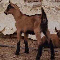 Keçi, çəpiş: Saanen/Anglo-Nubian tipli südlük keçi sürüsü - Fotoşəkillərdə görünən — 11
