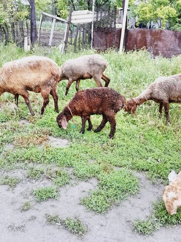 овца матка: Продаю | Овца (самка), Ягненок | Гиссарская, Арашан | На забой, Для разведения | Племенные, Матка, Ярка