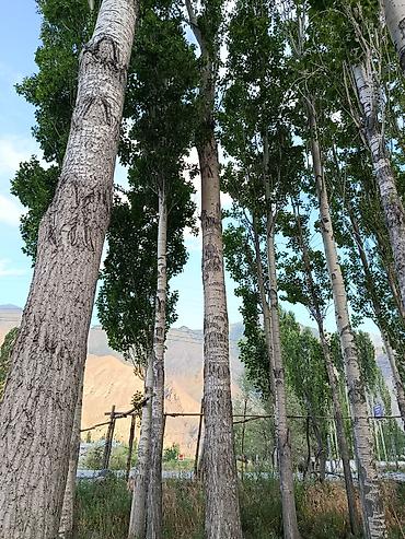 fire maple: Терек сатылат аркандай размерде баасын суйлршобуз г.Ош — 1
