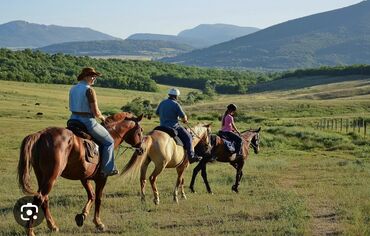 конные туры: Конные прогулки урочище Чункурчак 
Улака Ат арендага берилет
