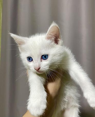 котенок 1 месяц: Ангорская, 1 месяц, Девочка, Белый, Приучена к лотку — 1