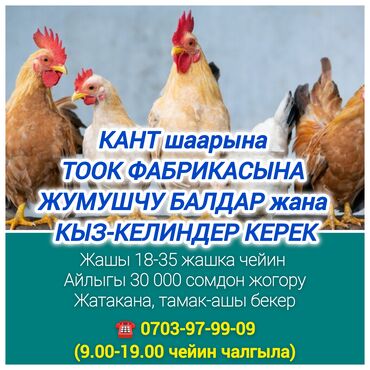 Другие специальности: 🐔 тез арада кант шаарына тоок фабрикасына жумушчу балдар жана