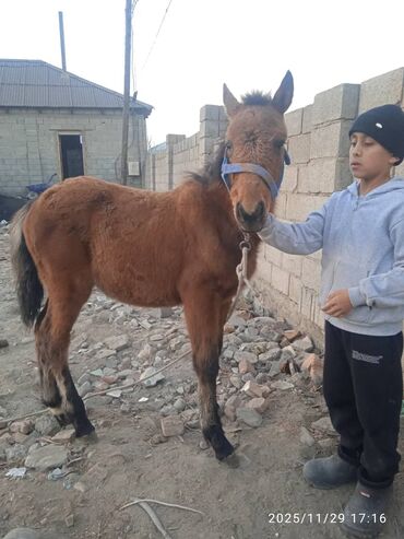 Лошади, кони: Продаю | Жеребенок | Рабочий — 15