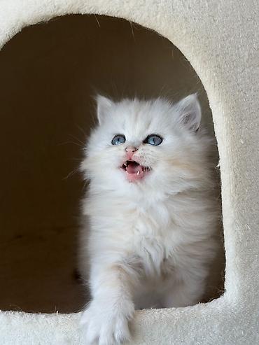 Pişiklər: Britan, Erkək — 3