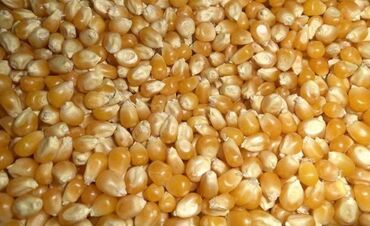 кормовая кукуруза: Продаю рушенную кукурузу 11 тонн