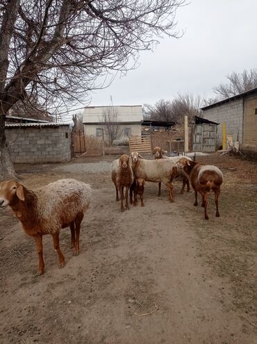 голштинская порода: Продаю | Овца (самка), Ягненок, Баран (самец) | Гиссарская, Полукровка, Долан | На забой, Для разведения, Для шерсти | Племенные, Котные, Осеменитель