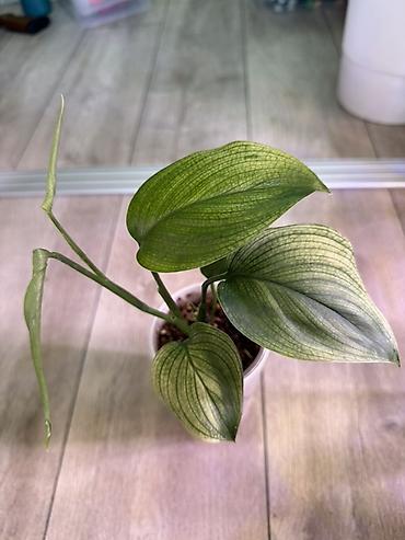 Эпипремнумы и сциндапсусы: Сциндапсус (Epipremnum/Scindapsus) вариегатный в горшке. Особенности — 17