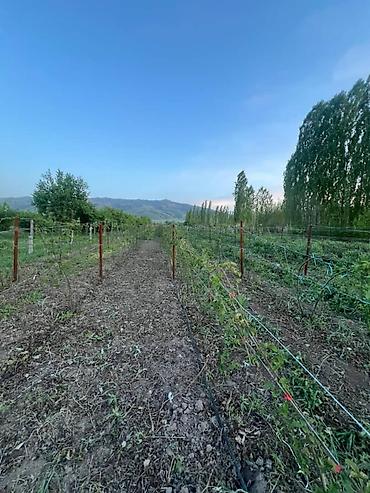 premium development: 120 соток, Для сельского хозяйства, Договор купли-продажи — 4