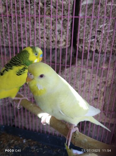 Tutuquşları: Korella Karella tutuqusu papuqay sevgi quşu nerazlucnik valnist 14 — 2