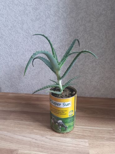gec bosalmaq ucun bitkiler: Əzvay bitkisi. (aloe) Müalicəvidi