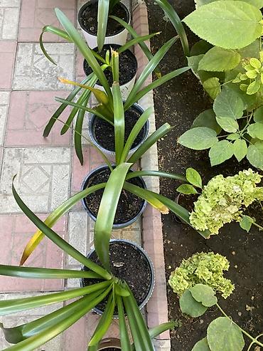 времени: Кливия (Clivia) в горшках - Комнатное декоративно-лиственное растение — 4