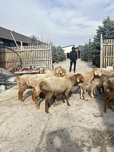 Баран, овца: Продаю | Овца (самка) | Для разведения | Ярка — 6