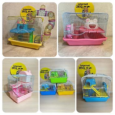 Хомяки: Продаются хомячки ручные. В нашем питомнике вы можете приобрести — 18