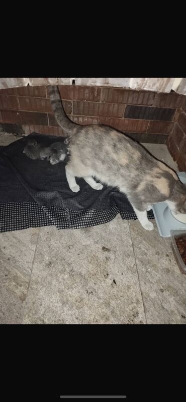 сибирская кошка: Отдадим в добрые руки! Это кошка родила 3 дня тому назад 6 х котят’