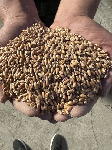 Другие виды семян и саженцев: Пшеница Семена. Высшее качество!!! культура - пшеница яровоя (Hordeum